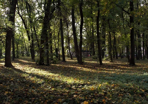 Diese Herbstsonne Licht — Stockfoto