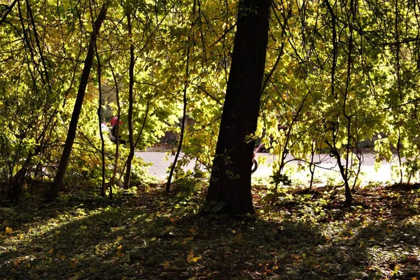 Diese Herbstsonne Licht — Stockfoto