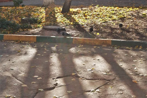 Bu sonbahar güneş, ışık