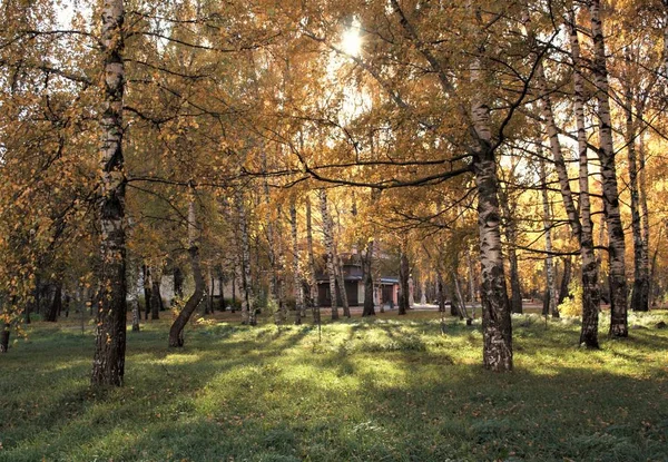 Bu sonbahar güneş, ışık