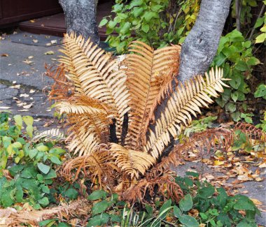 Bu sonbahar güneş, ışık