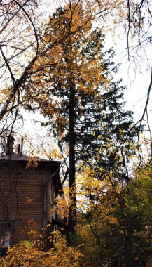 Bu sonbahar güneş, ışık