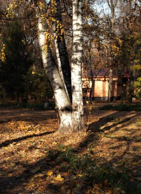 Bu sonbahar güneş, ışık