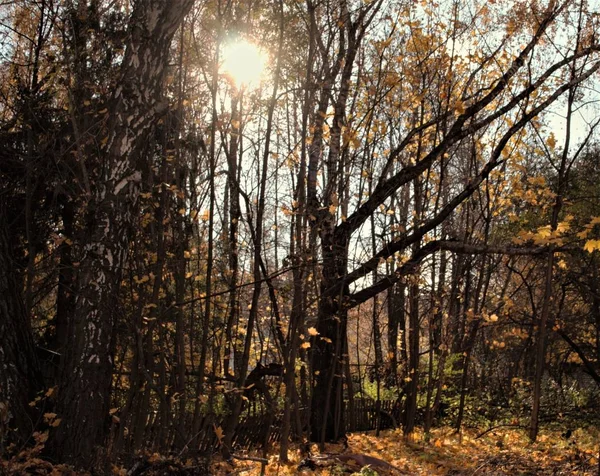 Diese Herbstsonne Licht — Stockfoto