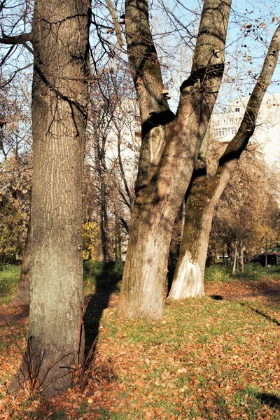 Bu sonbahar güneş, ışık