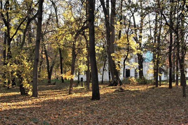 Diese Herbstsonne Licht — Stockfoto