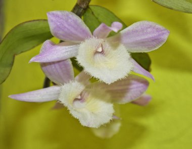 Yeşil üzerinde Dendrobium aphyllum