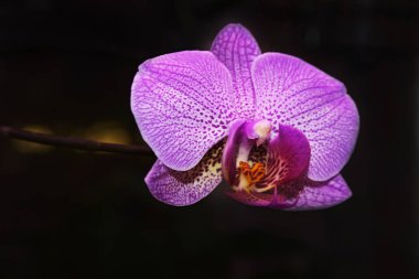 Phalaenopsis pembe