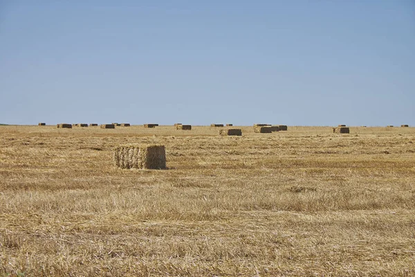 Field with stacks — Stock Photo, Image