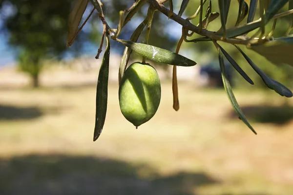 Oliivi — kuvapankkivalokuva