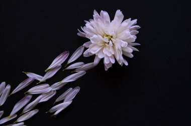 Akıllı kavramı. Siyah arka plan ile mor çiçek ve yaprakları. Yaratıcı doğa