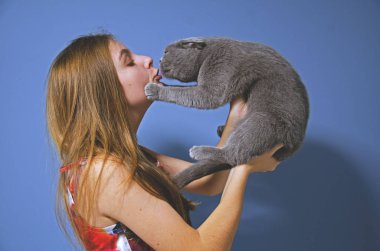Bir kız bir İskoç Fold gri kedi tutar ve onu öper. İçin cats, Evcil hayvan sevgi.