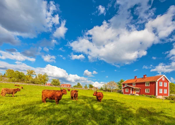 Cattle Highland Cows Front Typical Old Wooden Farm Houses Smaland — Stock Photo, Image