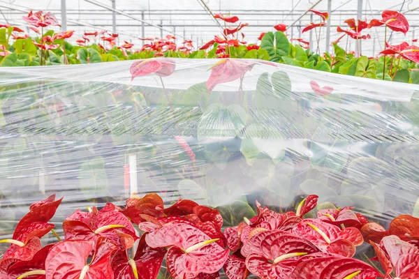 Professionele Groei Van Anthurium Planten Een Kas — Stockfoto