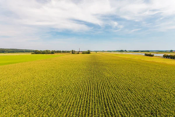 荷兰格尔德兰省一排排玉米植物农田的鸟图 — 图库照片