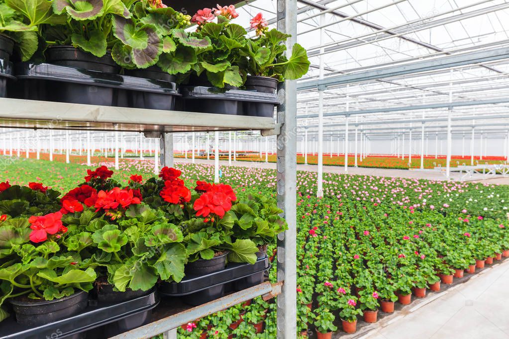 Crates with Dutch geranium plants in a greenhouse ready for export
