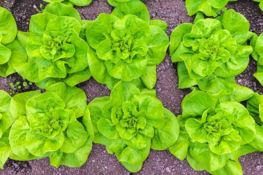 Satır bir servis birimi Bahçe büyüyen taze yeşil marul