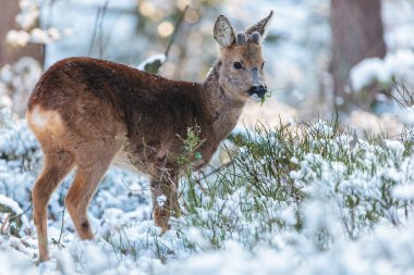 Hollanda Veluwe adlı bir kış ormandaki otlayan karaca
