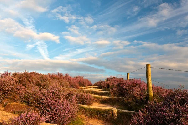 Blühende Heide Mit Wanderweg Der Veluwe Den Niederlanden — Stockfoto