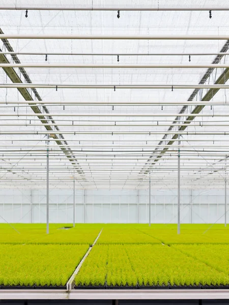 Groeiende Coniferen Binnen Een Kas Nederland — Stockfoto