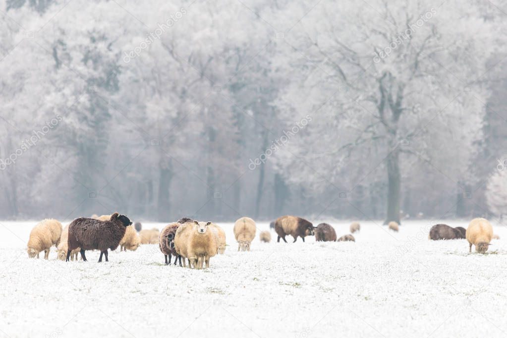 Herd with Dutch sheep in a winter landscape