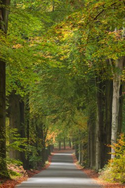 Veluwe Hollanda milli parkta sonbahar yol