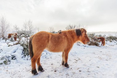 Kar ve Hollanda Milli Parkı Veluwezoom Posbank, kahverengi Konik atları ile kış manzara