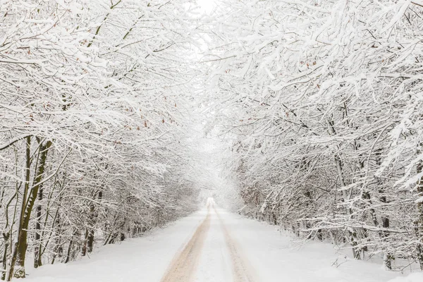 Paisaje Invernal Con Carretera Bajo Arco Árboles Nevados —  Fotos de Stock