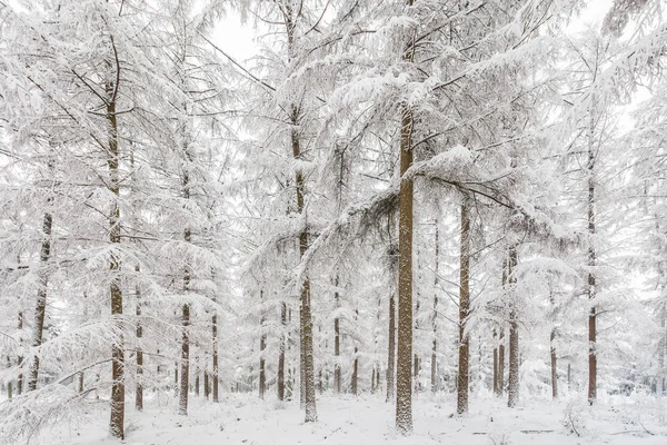 Tranquilo Bosque Invierno Holandés Parque Nacional Veluwe —  Fotos de Stock
