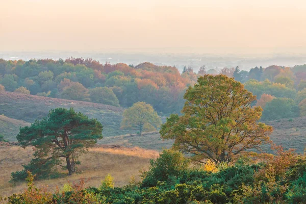 Lebendige Herbst Blick Auf Den Nationalpark Veluwe Gelderland Den Niederlanden — Stockfoto