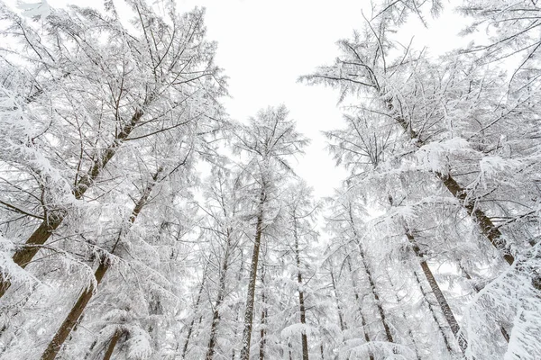 Árboles Congelados Invierno Cubiertos Heladas Parque Veluwe Los Países Bajos —  Fotos de Stock