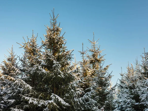 Bosque Abeto Cubierto Nieve Contra Cielo Azul —  Fotos de Stock