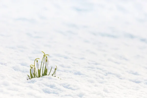 Grupo Nevadas Flor Galanthus Paisaje Blanco Invierno —  Fotos de Stock