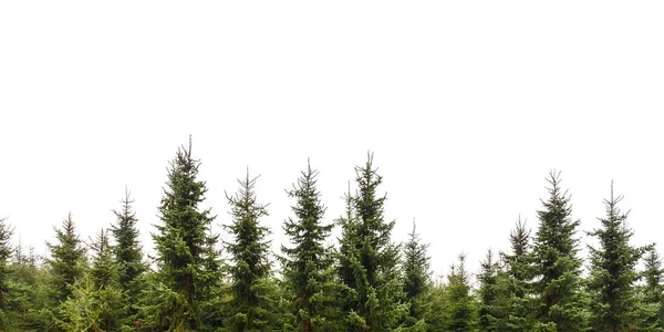 Satır Noel çam ağaçlarının İzole beyaz bir arka plan üzerinde