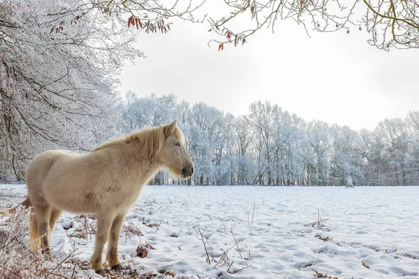Scena Invernale Con Neve Cavallo Konik Bianco Nel Parco Nazionale — Foto Stock