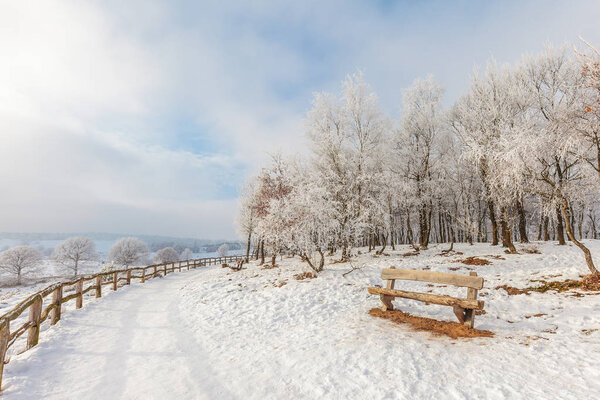 Winter scene with snow on the Dutch Posbank in national park Veluwezoom