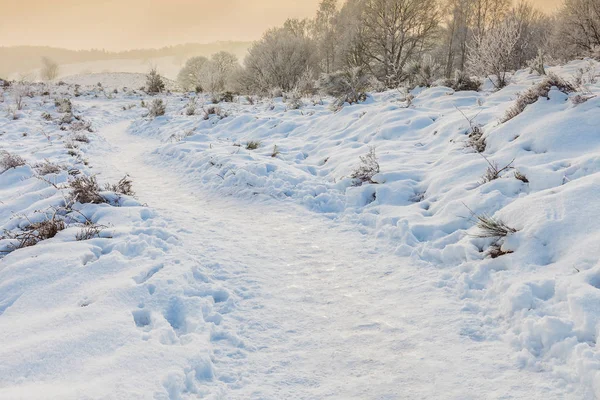 Escena Invierno Con Nieve Posbank Holandés Parque Nacional Veluwezoom —  Fotos de Stock