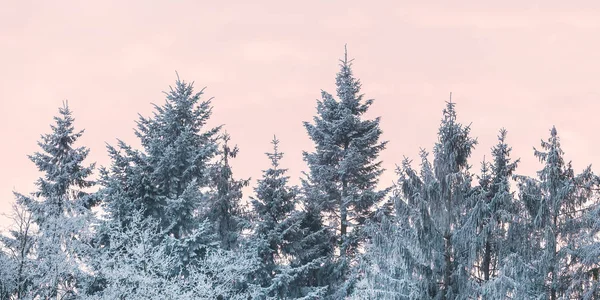 Paisaje Invernal Con Árboles Nevados Parque Nacional Holandés Veluwezoom —  Fotos de Stock