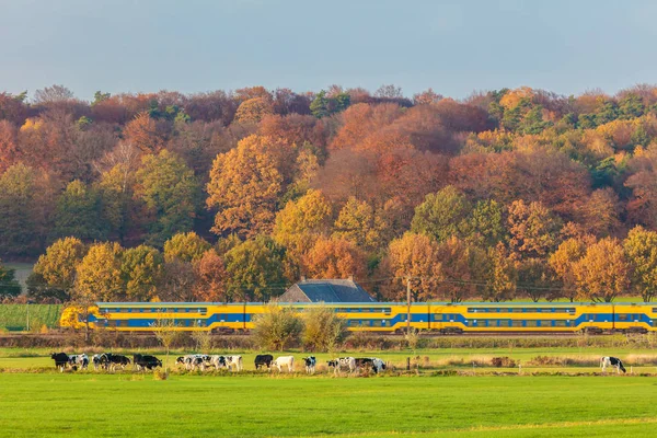 荷兰国家公园的秋景 维卢韦比 火车经过 牛在前面 — 图库照片