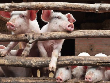 Newborn curious pigs in a stable clipart