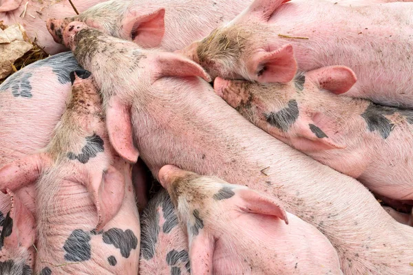 Gruppo affamato di maiali appena nati che cercano di raggiungere la madre — Foto Stock