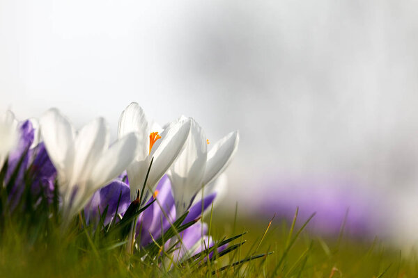 White and purple spring crocus with a white background with room