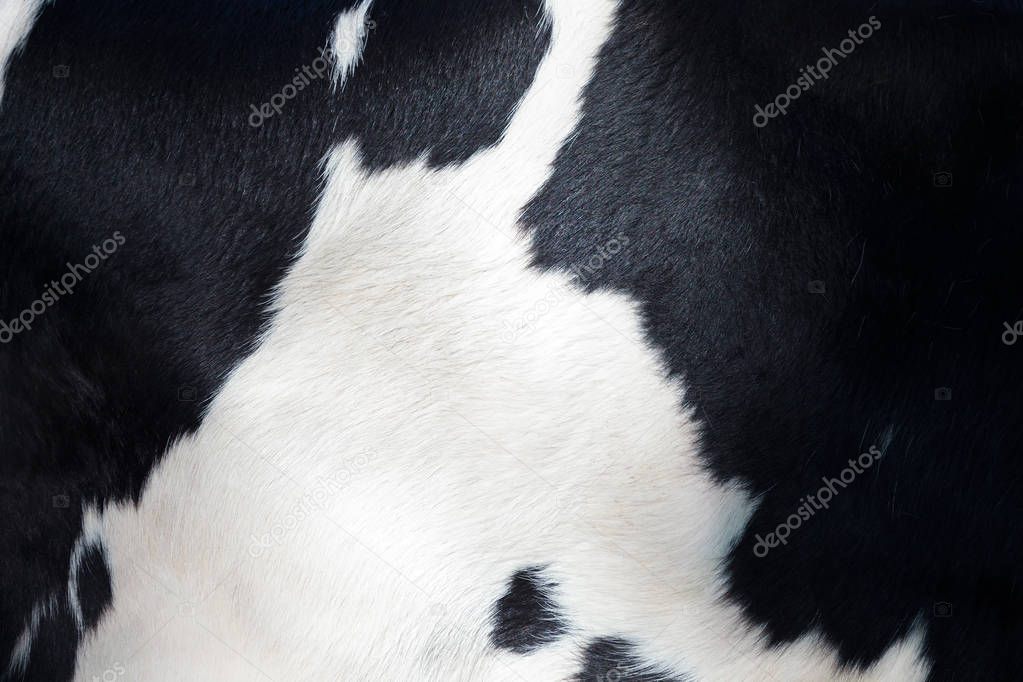 Detail of the black and white fur of a milk cow
