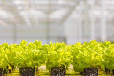 Hollanda serasında yetişen genç marul filizi