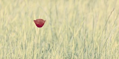 Doğada tek bir haşhaş romantik tarz görüntü