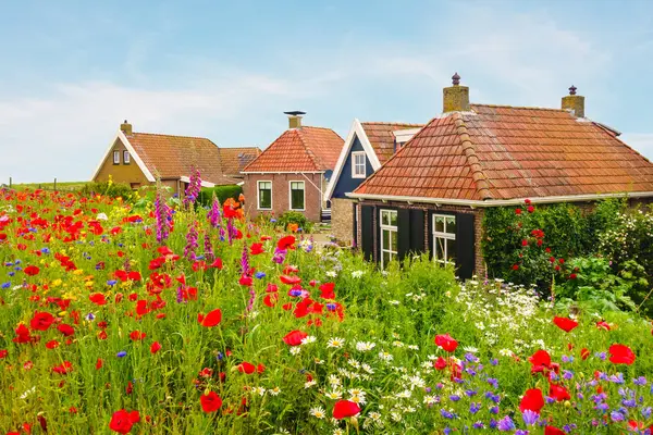 Virágzó vadvirágok előtt holland házak — Stock Fotó