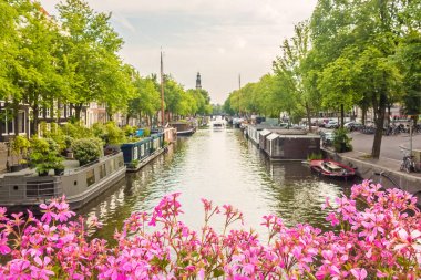 Amsterdam kanal köprüsünde çiçek açan pembe çiçekler
