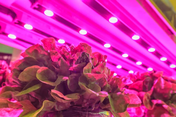 Led aydınlatma bir depo içinde marul büyümek için kullanılan