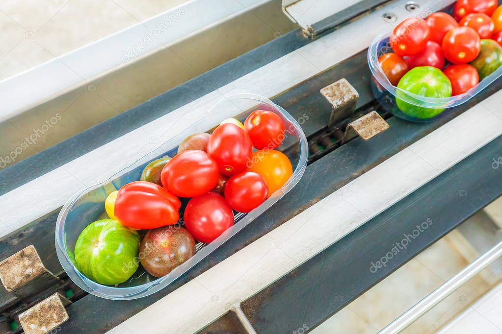 Fresh packed small tomatoes on a conveyor belt