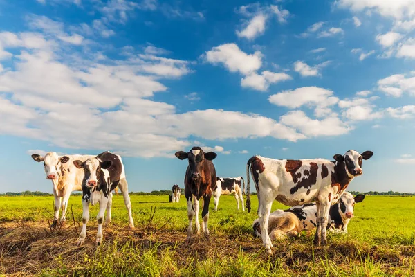 Gruppo di giovani vitelli olandesi su un prato verde fresco — Foto Stock